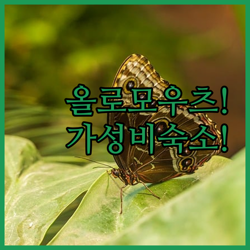 올로모우츠 숙소 추천 위생 상태 뛰어난 가성비 베스트 호텔 가르니